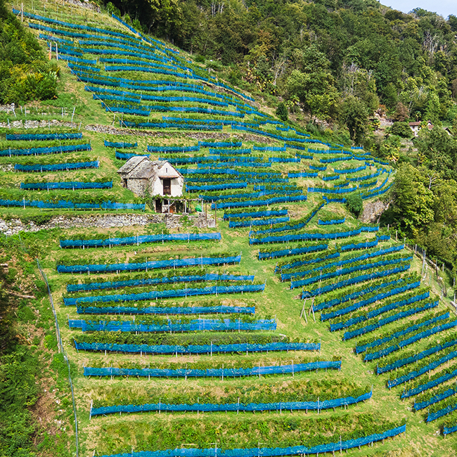 Cantine Stucky-HüginCantine Stucky-HüginCantine Stucky-Hügin